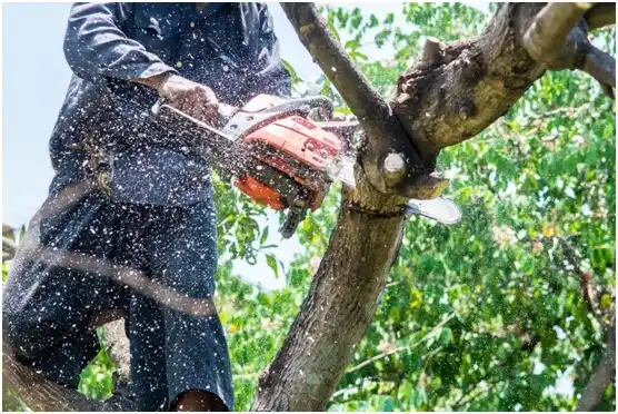 tree services Oakmont